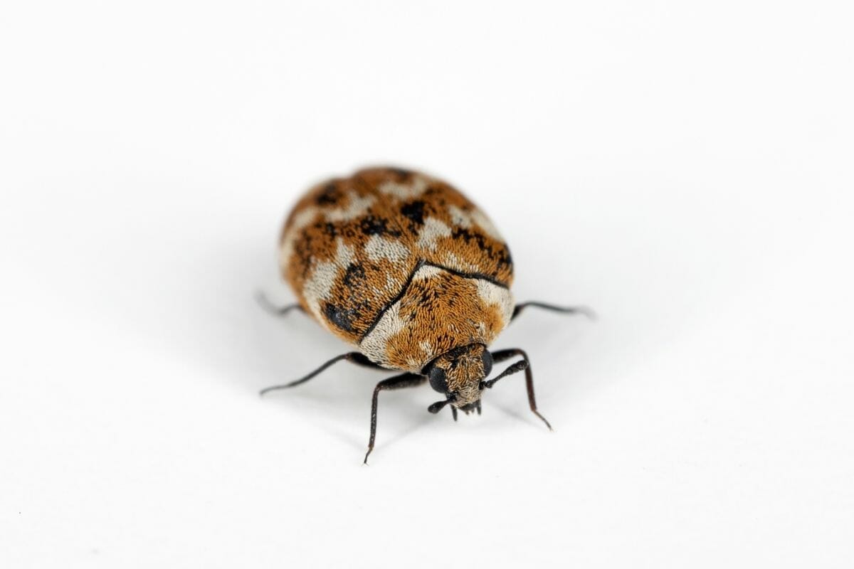 Are Carpet Beetles Harmful?