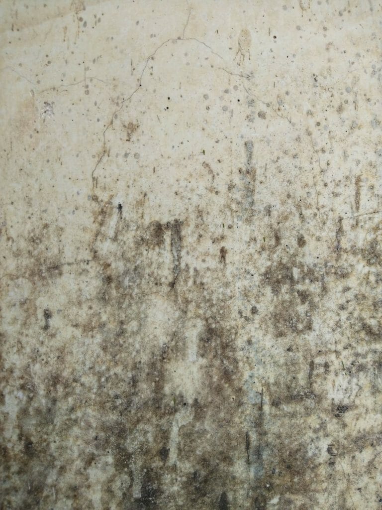 how to clean black mold off walls