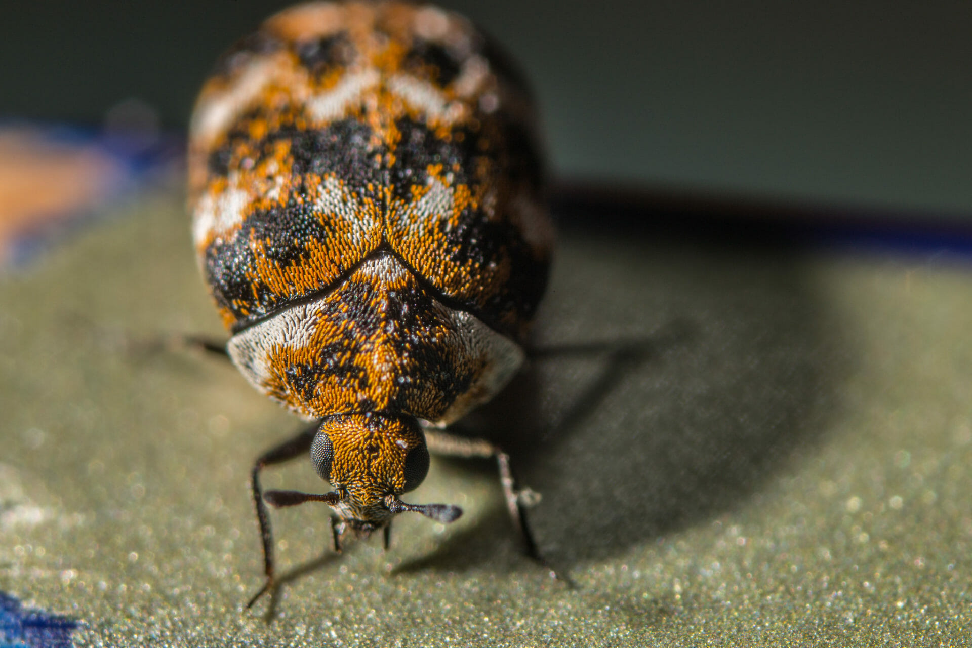 do carpet beetles bite