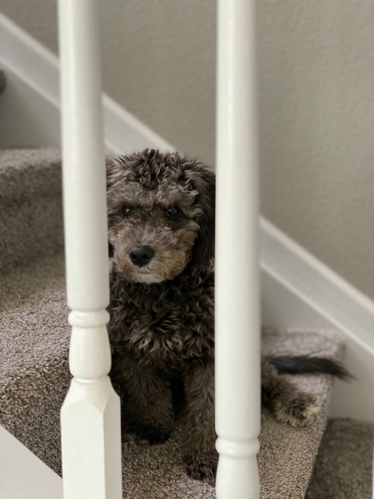 How to Protect Carpeted Stairs 