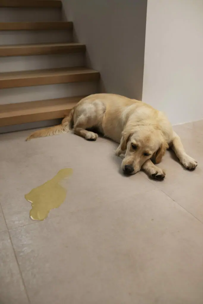 How To Clean Dog Diarrhea From Carpet Revised 2024