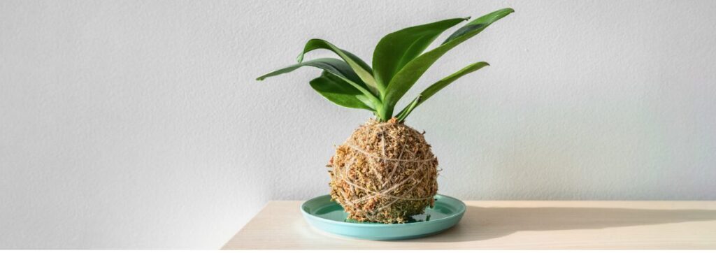 How to Use Plants in Interior Design: A Guide to Adding Greenery Screen Shot 2024 08 30 at 9.03.42 pm