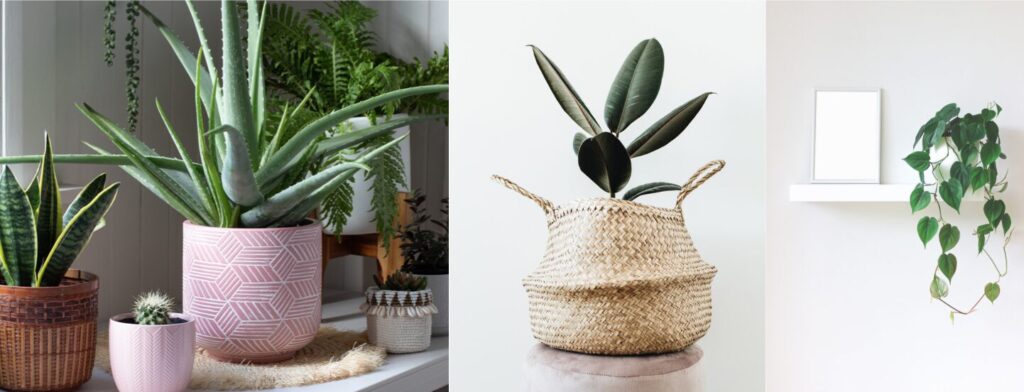 How to Use Plants in Interior Design: A Guide to Adding Greenery Screen Shot 2024 08 30 at 9.09.41 pm